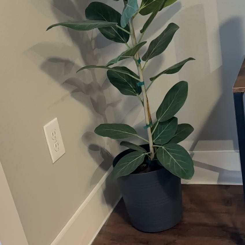 Photo of the plant species Rubber Plant by @SportIvygourd31 named Ficus on Greg, the plant care app