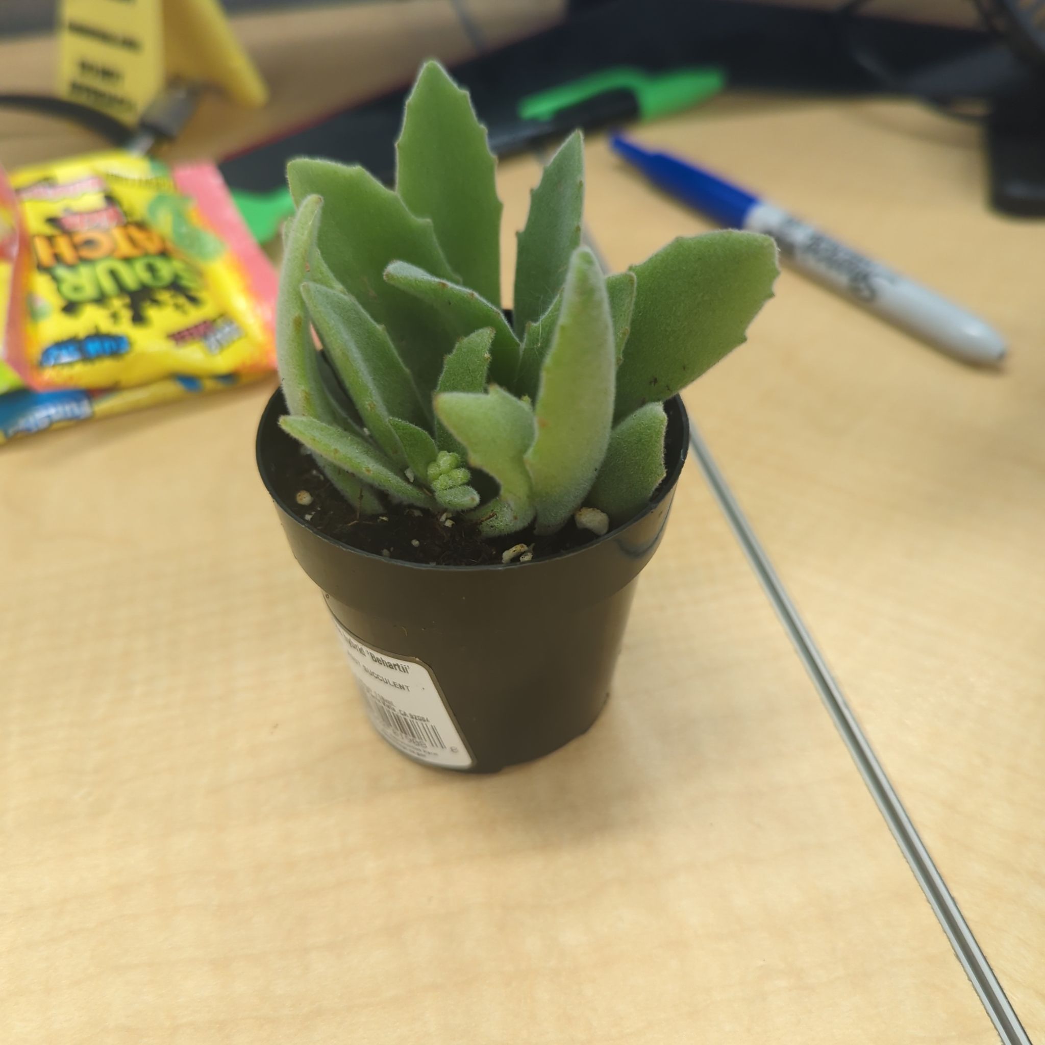 Photo of the plant species Behartii by @HotPaleflax52 named Orlando Bloom on Greg, the plant care app