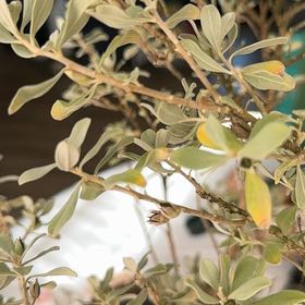 Photo of the plant species Texas Ranger by @PlayfulKanono76 named Figyonce on Greg, the plant care app