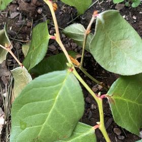 Photo of the plant species Fortune's Spindle by @GoldCorn79 named LiloStitch on Greg, the plant care app