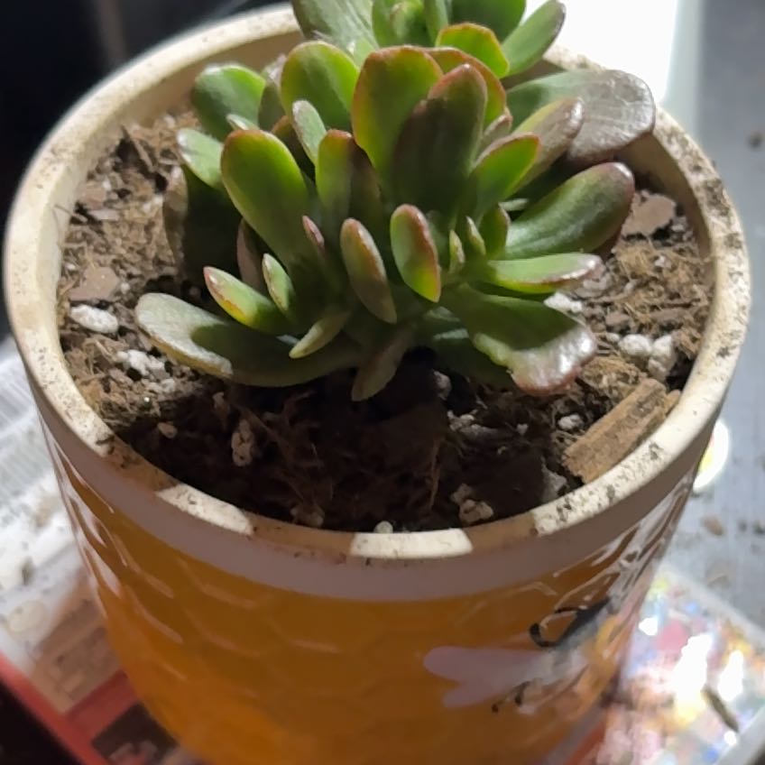 Photo of the plant species Graptoveria Blue Pearl by @AmiableCowvine named Hamilton on Greg, the plant care app