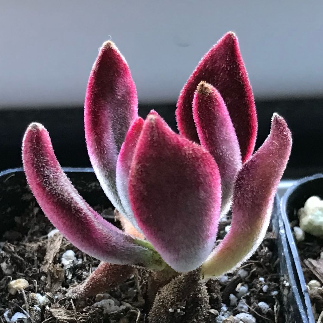 Photo of the plant species Ruby Slippers by @EarlyChia12 named DJ on Greg, the plant care app