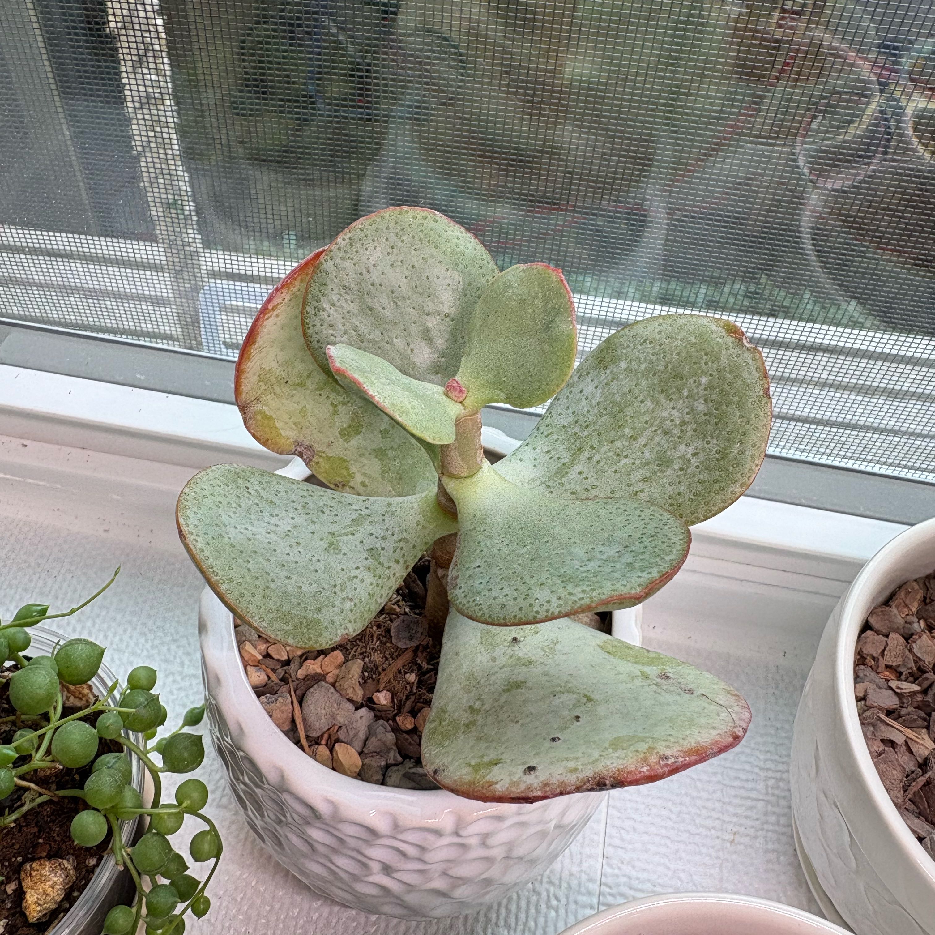 Photo of the plant species Chinese Jade by @EarlyChia12 named Miley on Greg, the plant care app