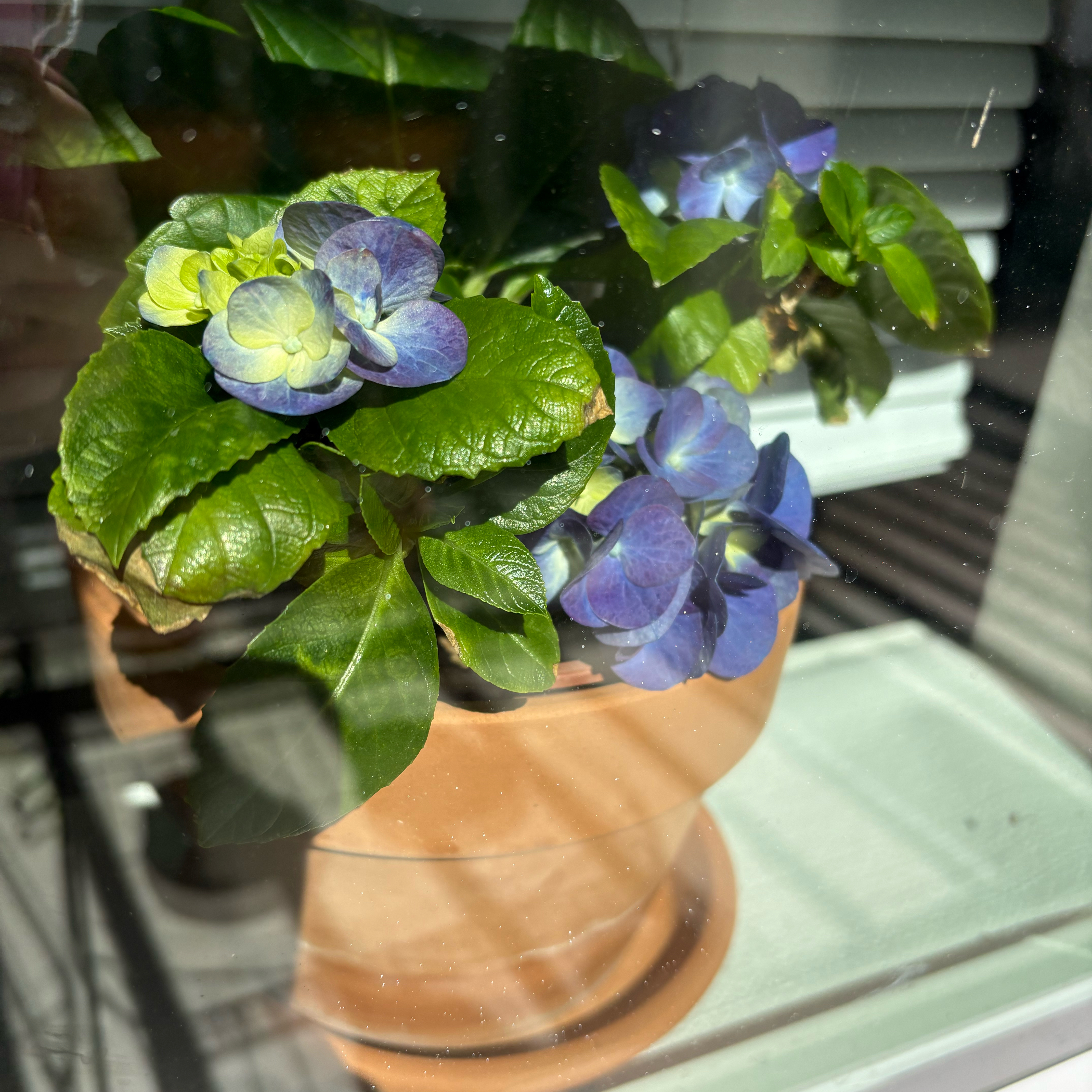 Photo of the plant species Dwarf Hydrangea by @EarlyChia12 named Hi Drangea on Greg, the plant care app