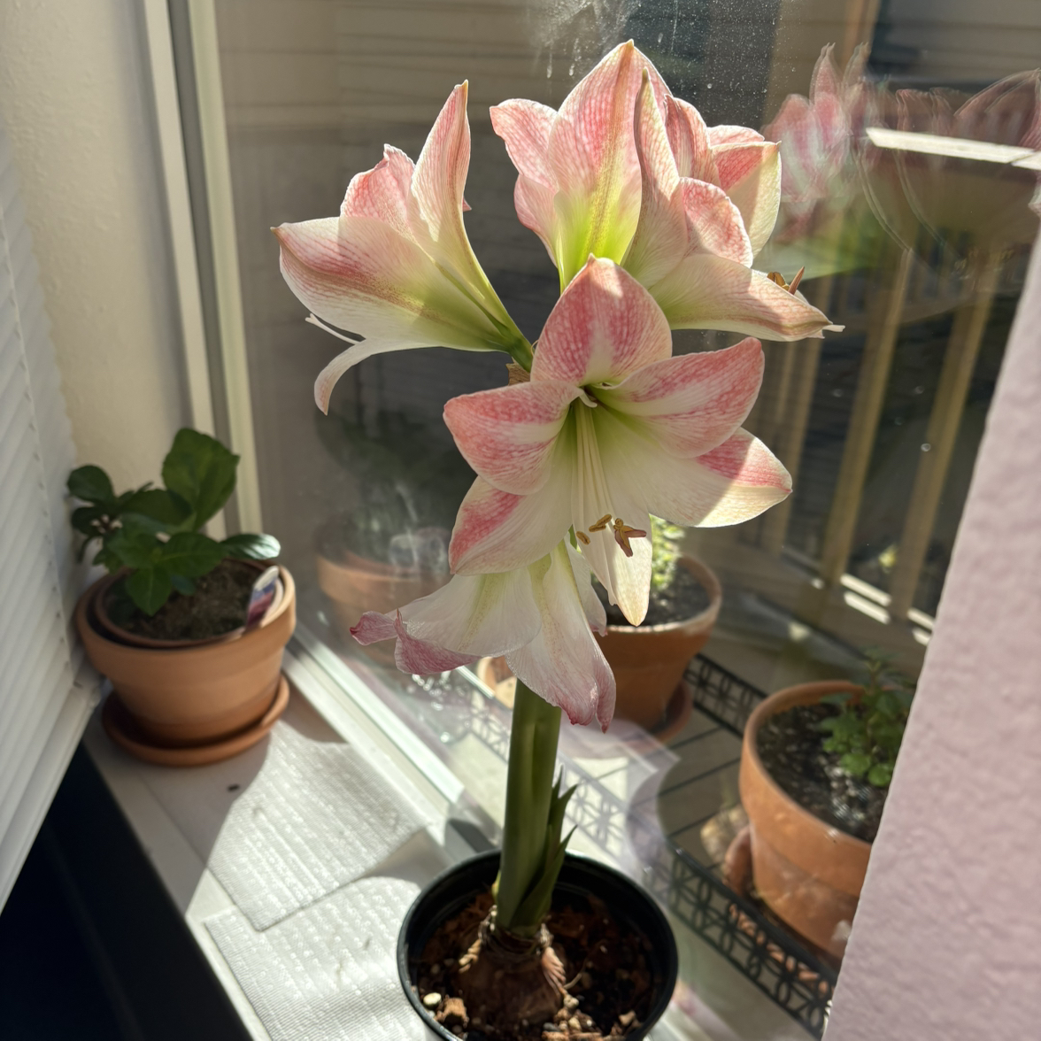 Photo of the plant species Galaxy Group Amaryllis by @EarlyChia12 named Abigail and Amelia on Greg, the plant care app