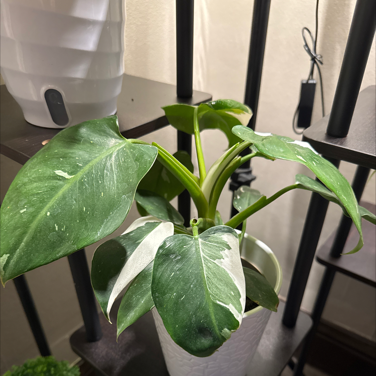 Photo of the plant species Philodendron Hybrid by @ExecPepino97 named Navajo on Greg, the plant care app