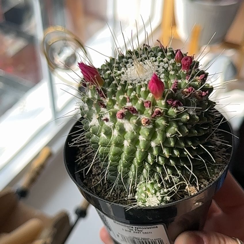 Photo of the plant species Mammillaria spinosissima 'Un Pico' by @PluckyRedmint86 named Cleopatra on Greg, the plant care app