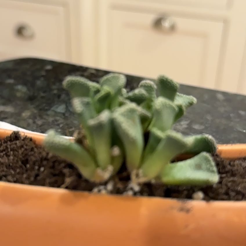 Photo of the plant species Concrete Leaf Living Stone by @HeroTutu24 named Nemo on Greg, the plant care app