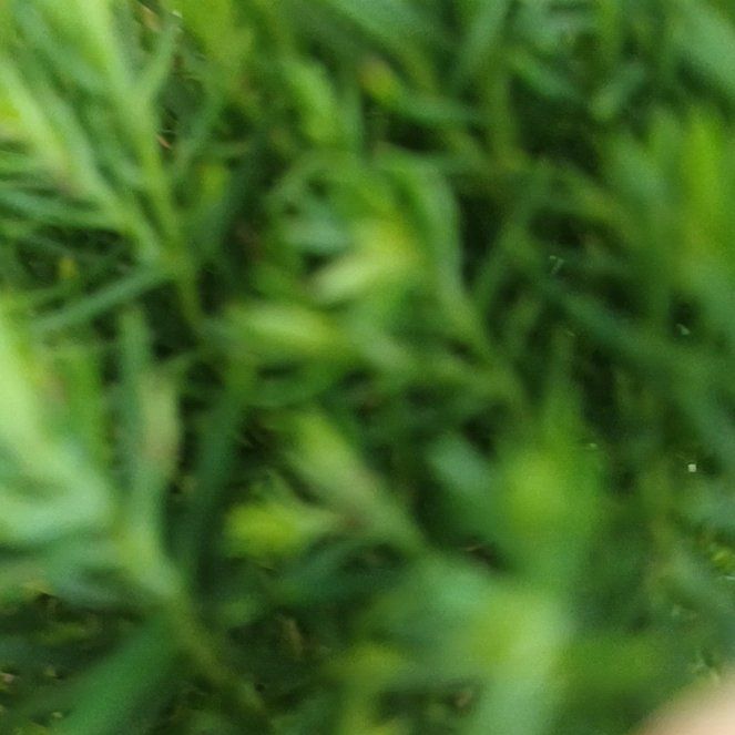 Photo of the plant species Horn Calcareous Moss by @BeauteousYuzu46 named Spike Leaves on Greg, the plant care app