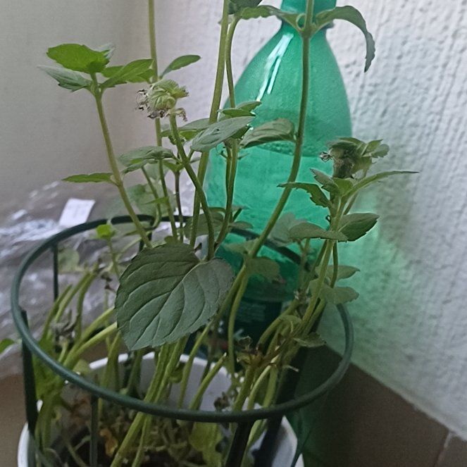 Photo of the plant species Peppermint by @BeauteousYuzu46 named Kylie on Greg, the plant care app