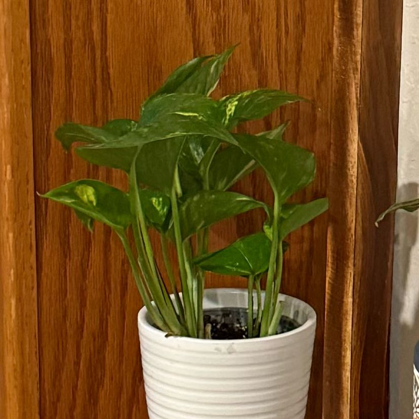 Photo of the plant species Pothos by @RealCorkelm47 named Wall-E on Greg, the plant care app