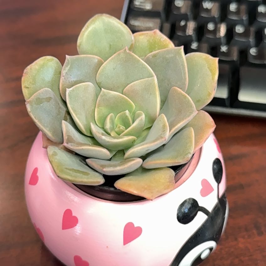 Photo of the plant species Graptoveria 'Francesca' by @ZestyHairymelic named Laquisha on Greg, the plant care app