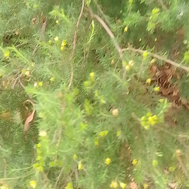 Photo of the plant species Tree Heath by @TryChaya47 named Fernie Mercury on Greg, the plant care app