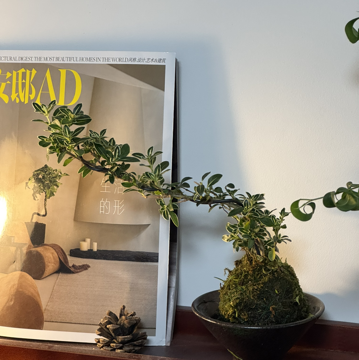 Photo of the plant species Serissa 'Mt. Fuji' by @RadRosilla83 named 雪 on Greg, the plant care app
