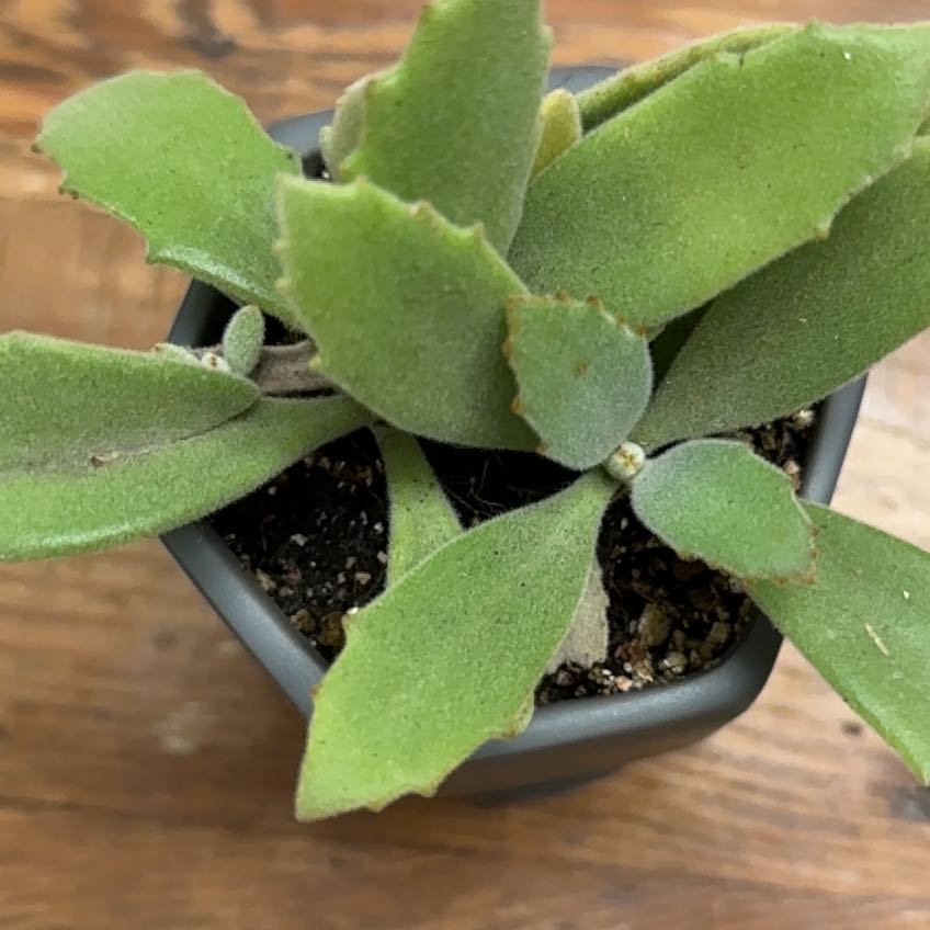 Photo of the plant species Kalanchoe 'Behartii' by @CapableTipa23 named Walt on Greg, the plant care app