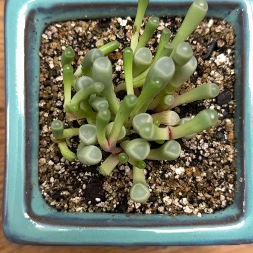 Photo of the plant species Baby Toes by @CapableTipa23 named Willow on Greg, the plant care app