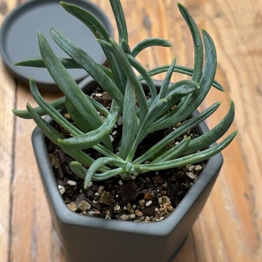 Photo of the plant species Blue Chalk Stick by @CapableTipa23 named Keanu Leaves on Greg, the plant care app