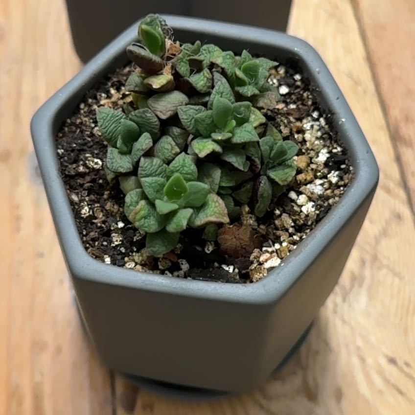 Photo of the plant species Anacampseros by @CapableTipa23 named Fernie Mac on Greg, the plant care app