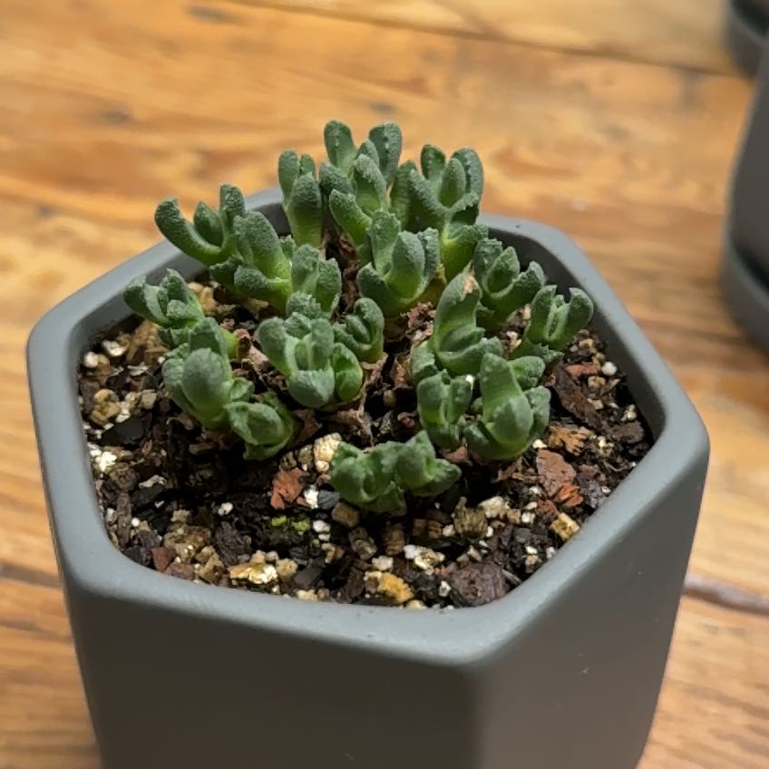 Photo of the plant species Assorted Stomatium by @CapableTipa23 named Tolkien on Greg, the plant care app