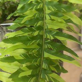 Photo of the plant species Tiger Fern by @HunkyRosea19 named Einstein on Greg, the plant care app