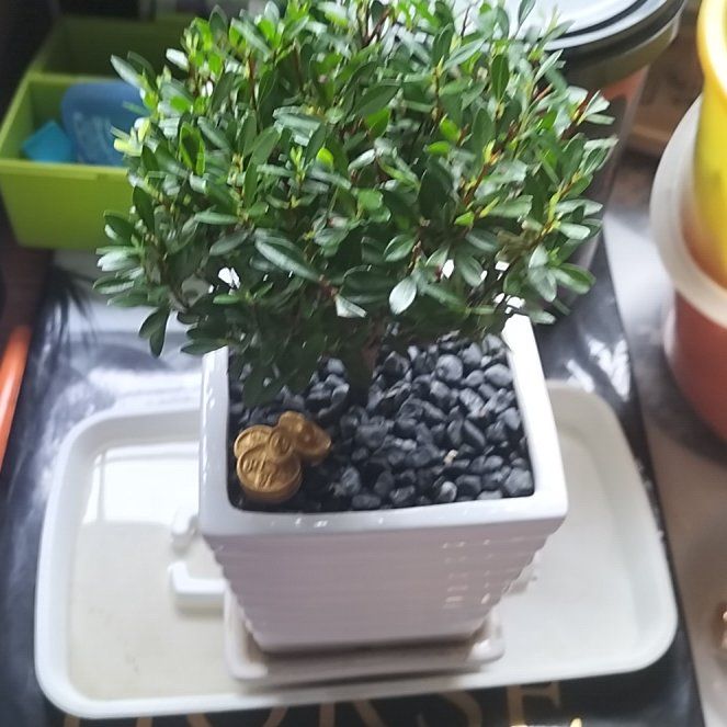 bushy