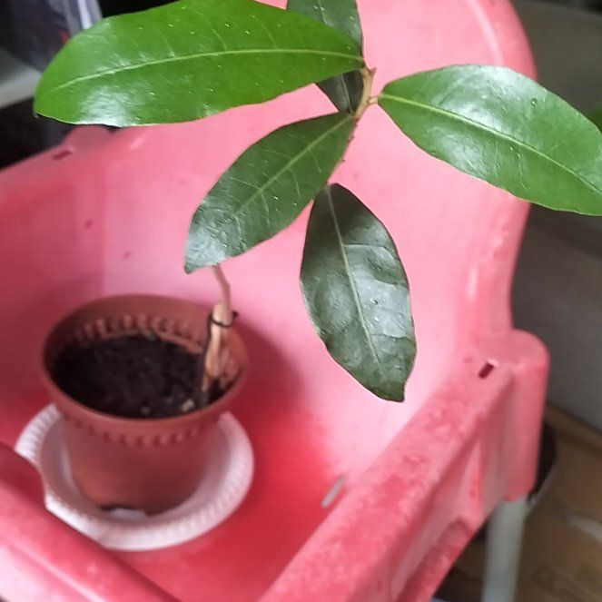 Photo of the plant species Rubber tree by @eternalwatcher named Slowgrow on Greg, the plant care app