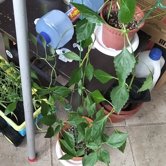 Photo of the plant species Cat Whiskers by @eternalwatcher named 1st child on Greg, the plant care app