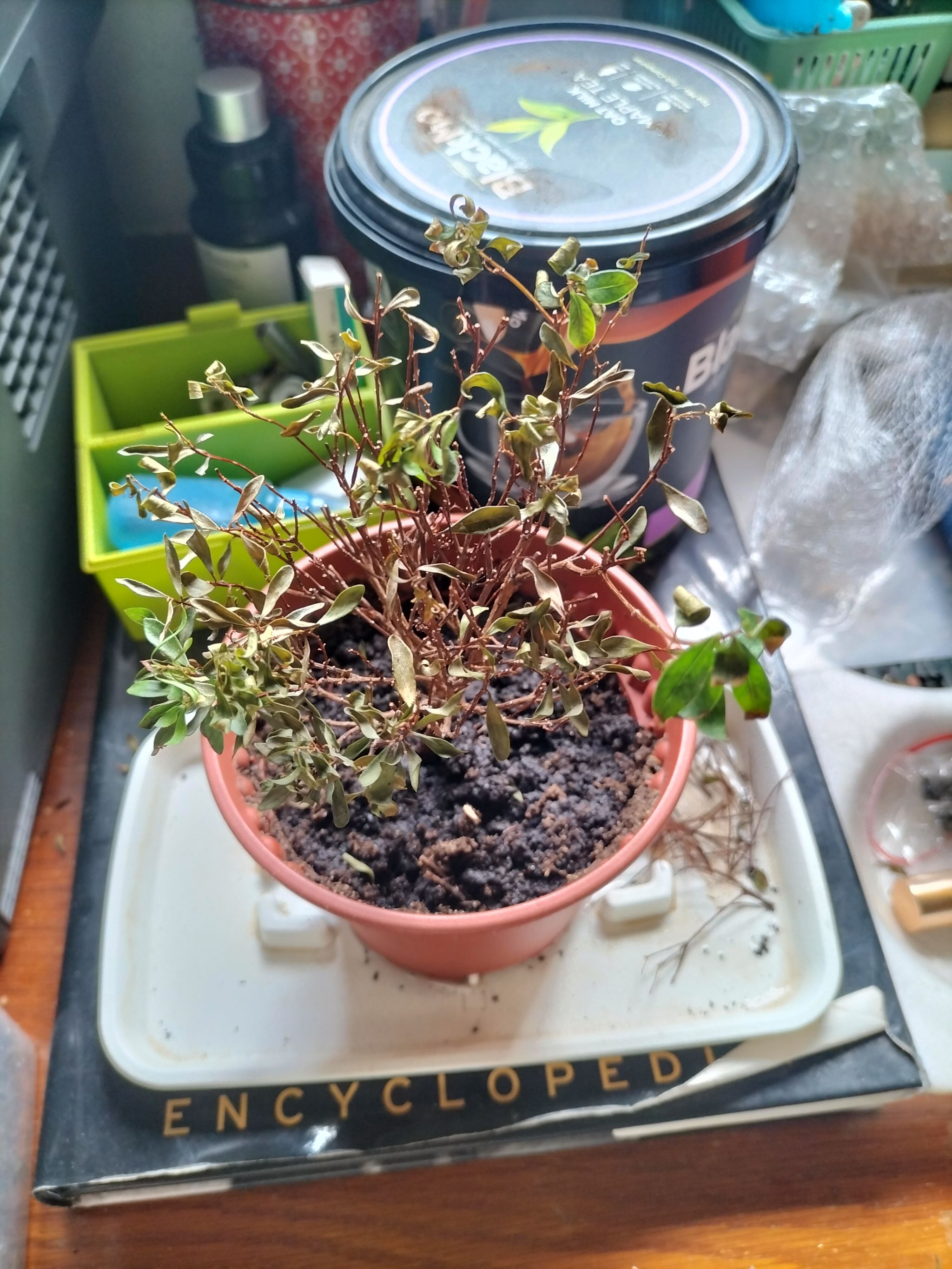 Photo from the post