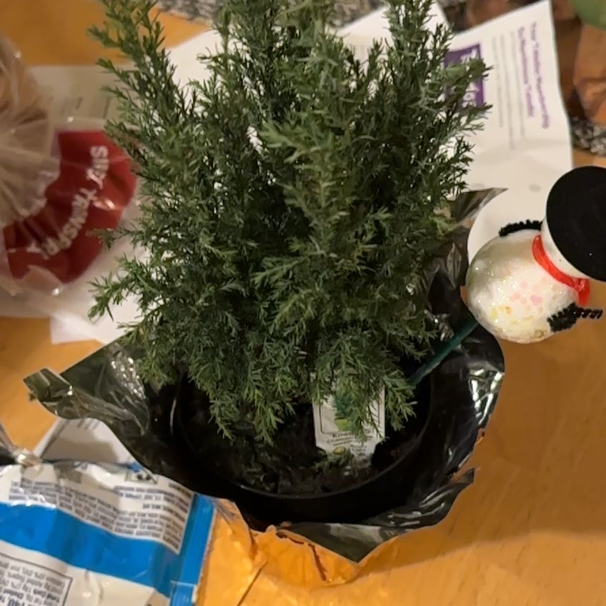 Photo of the plant species European Tree by @KindCatbrier30 named Cleopatra on Greg, the plant care app