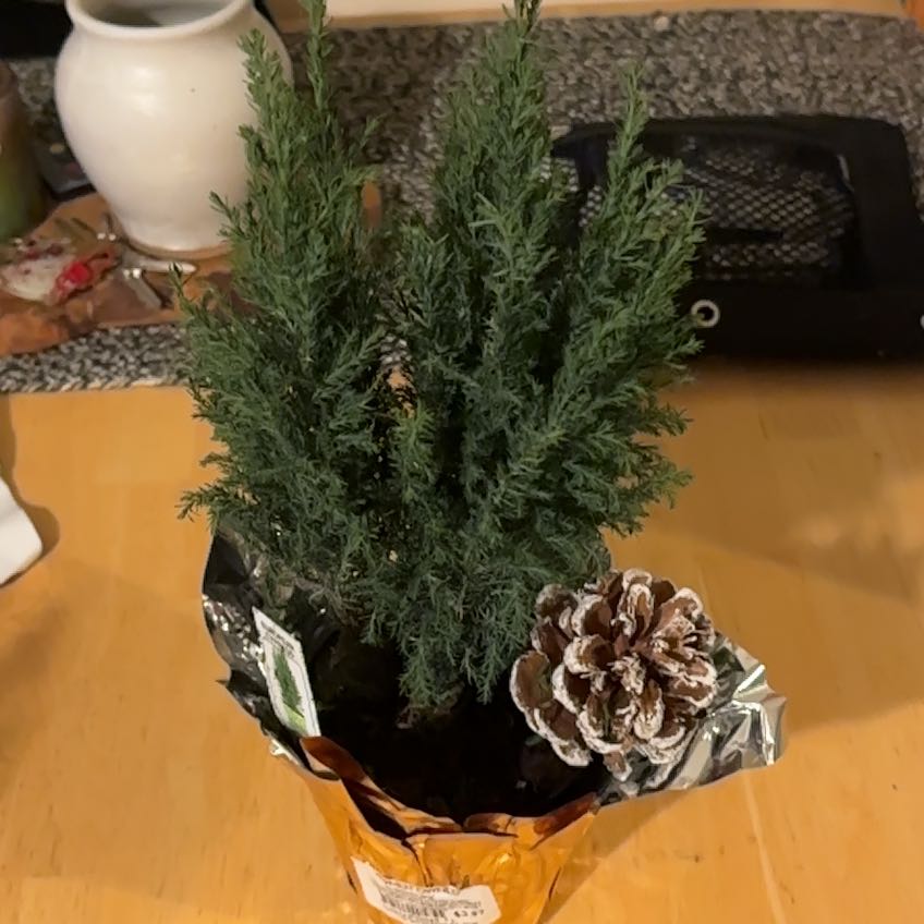 Photo of the plant species European Tree by @KindCatbrier30 named Athena on Greg, the plant care app