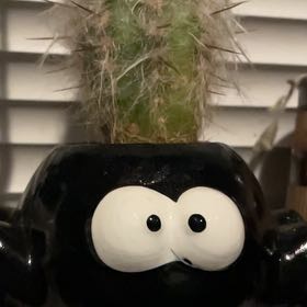 Photo of the plant species White Spider Cactus by @MerryRemuremu96 named Leonardo on Greg, the plant care app
