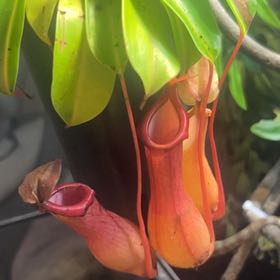 Photo of the plant species Nepenthes Mirabilis by @SilkyLentil78 named Zeus on Greg, the plant care app