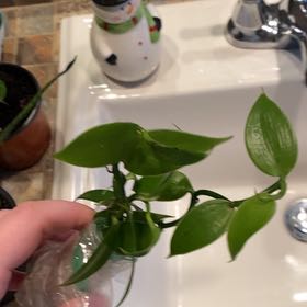 Photo of the plant species vanilla orchid by @YesCacto41 named Aria on Greg, the plant care app