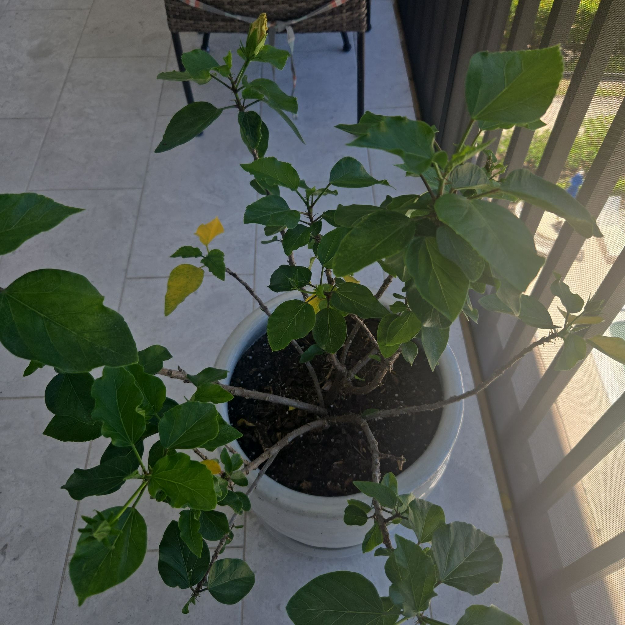 Photo of the plant species Hollywood Hibiscus 'Disco Diva' by @YokeGoatweed64 named Disco Diva on Greg, the plant care app