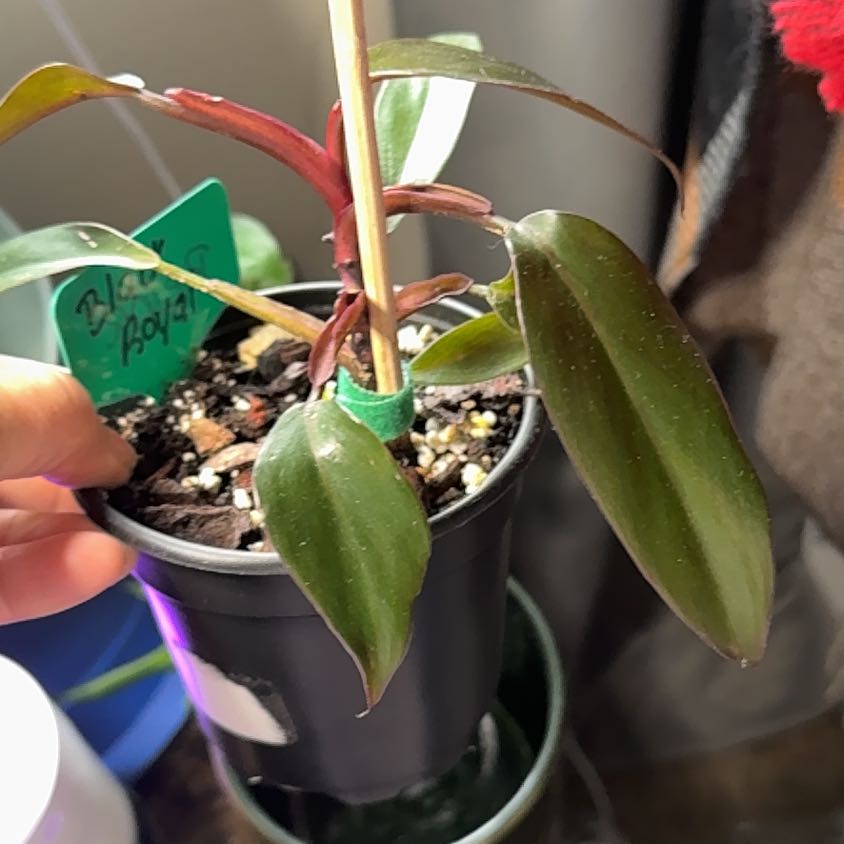 Photo of the plant species Royal Queen Philodendron by @NewFanmoss0 named Reina on Greg, the plant care app