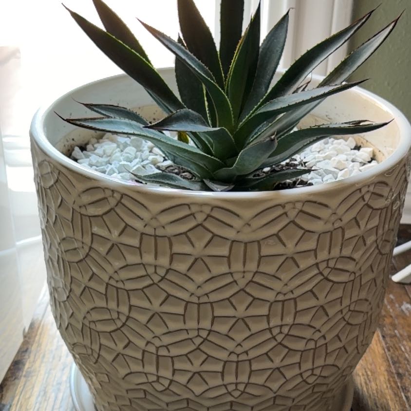 Photo of the plant species Agave Blue Glow by @ProdigalPlanter named Coco on Greg, the plant care app