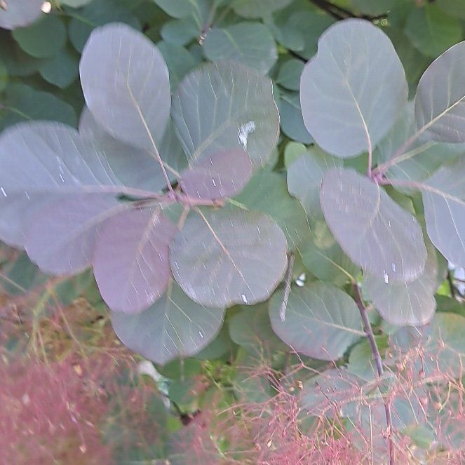 Photo of the plant species Smokebush by @ApprovingMahoe2 named Harmony on Greg, the plant care app