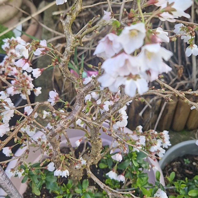 Photo of the plant species Tree Heath by @BusySandleek18 named Beckham on Greg, the plant care app
