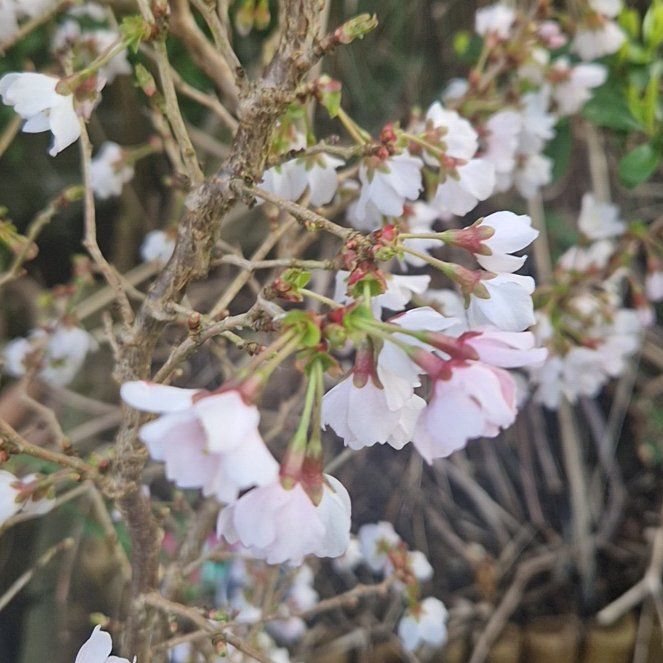 Photo of the plant species Tree Heath by @BusySandleek18 named Gomez on Greg, the plant care app