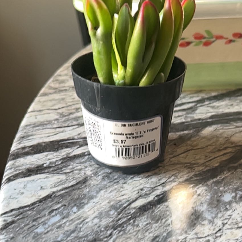 Photo of the plant species ET's Fingers Jade by @VictoriousOkra named E.T. on Greg, the plant care app