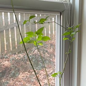 Photo of the plant species Pepperoncini Peppers by @AceWildradish2 named Popper on Greg, the plant care app