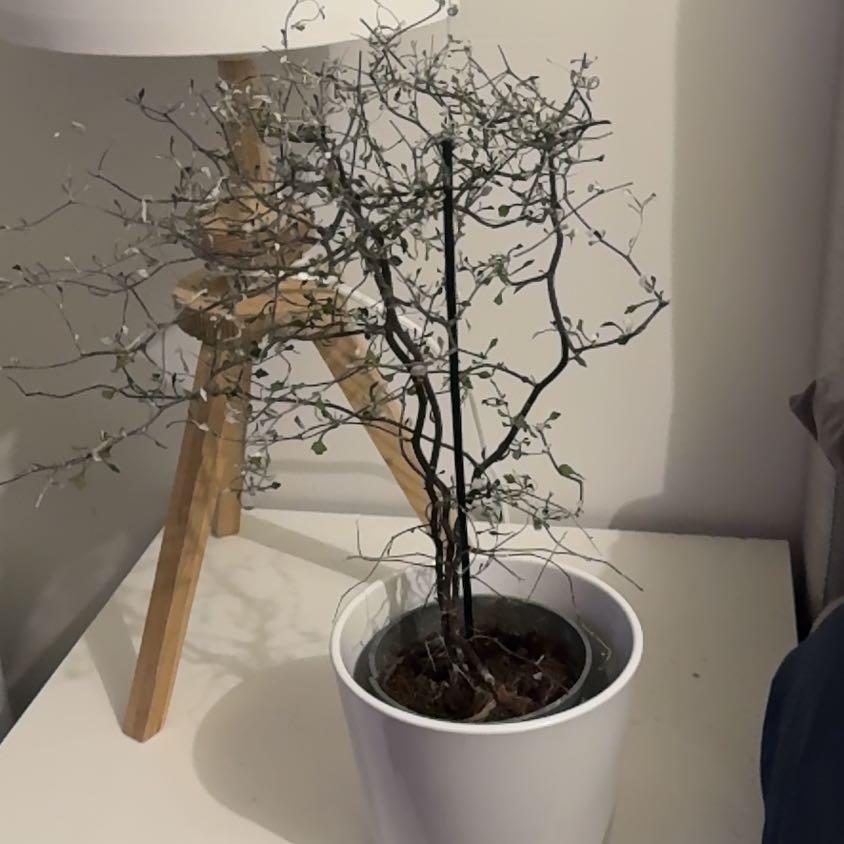 Photo of the plant species Kowhai by @FabWildrice34 named Duke on Greg, the plant care app