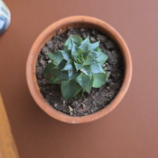 Photo of the plant species Succulent by @CrispEggplant14 named Dessert on Greg, the plant care app