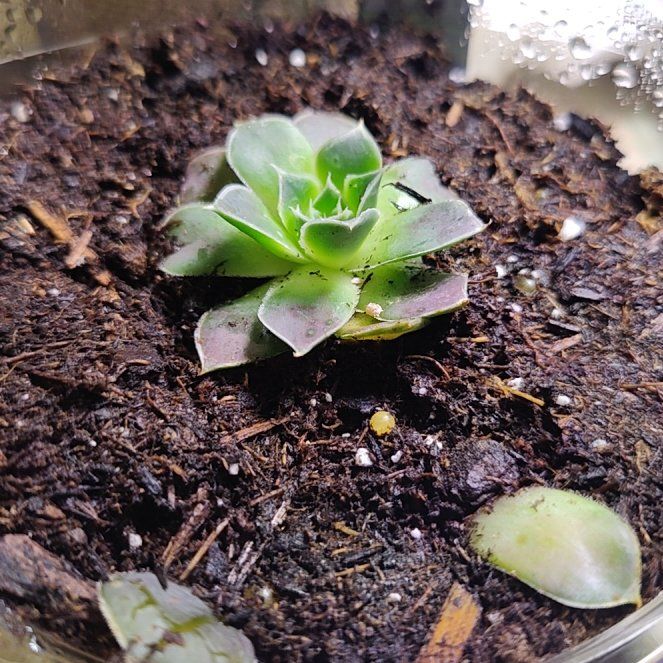 Photo of the plant species Hen and Chickens by @SociableAgave4 named Aristotle on Greg, the plant care app