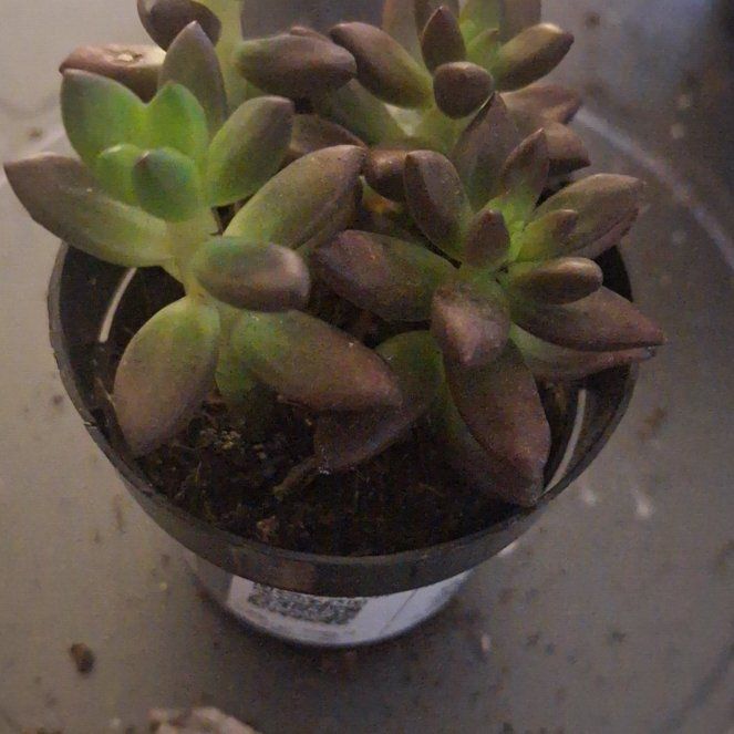 Photo of the plant species Jet Beads by @HotOrchid93 named Sigmund on Greg, the plant care app