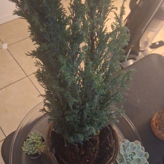 Photo of the plant species European Tree by @HotOrchid93 named Kylie on Greg, the plant care app