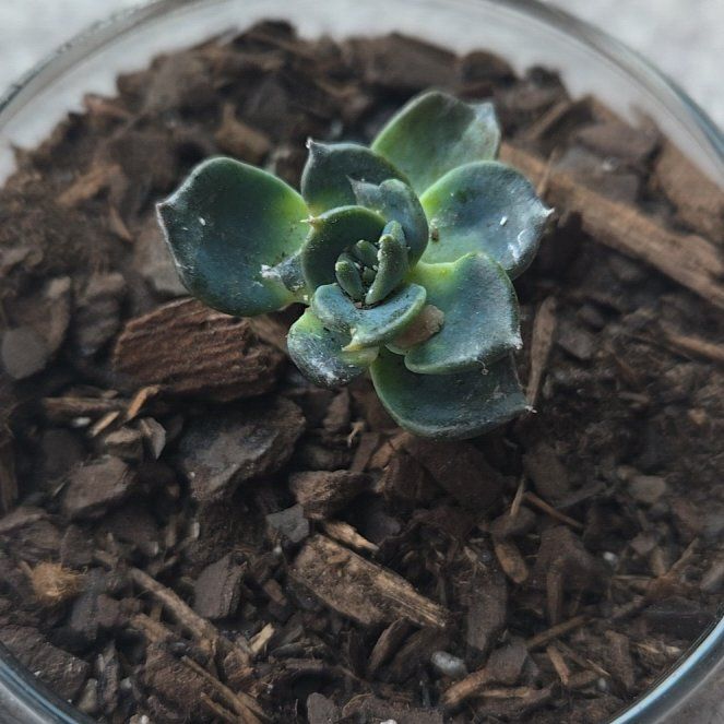 Photo of the plant species Dark Moon by @NiftyAnthemis28 named Shakira on Greg, the plant care app