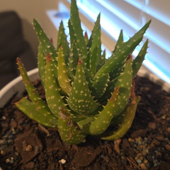 Photo of the plant species Aloe 'Crosby's Prolific' by @NiftyAnthemis28 named Mando on Greg, the plant care app