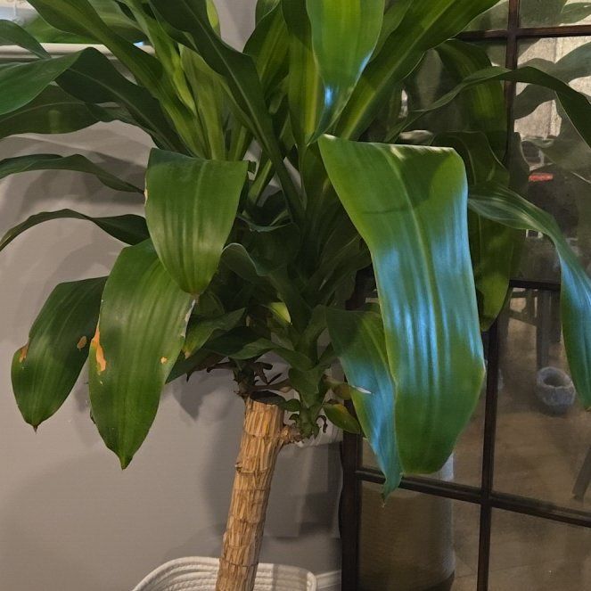 Photo of the plant species Foliage by @NiftyAnthemis28 named Keanu Leaves on Greg, the plant care app
