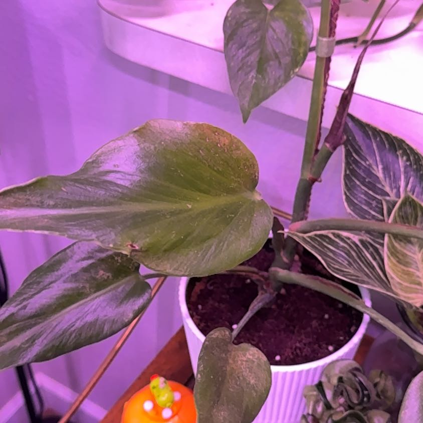 Photo of the plant species Burle Marx Flame Monstera by @TiptopSagebush named Orwell on Greg, the plant care app